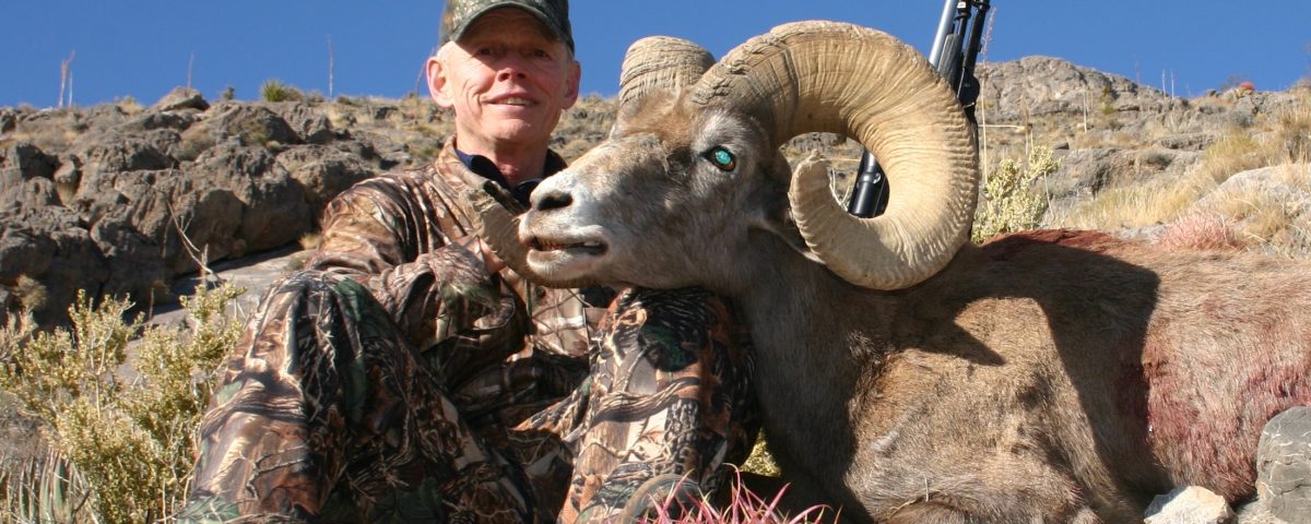 Nevada Desert Big Horn Sheep